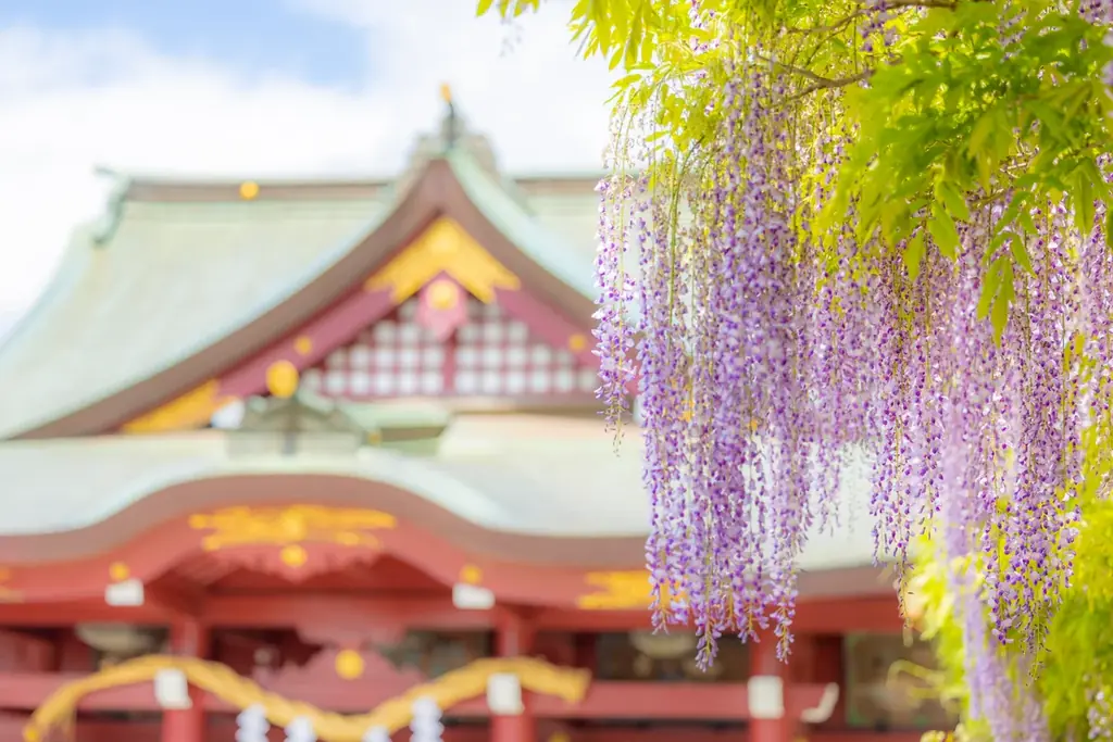 今年の春は笠間へ！花旅「あたご山桜まつり」と「笠間つつじまつり」 画像 16