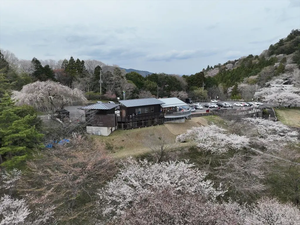 今年の春は笠間へ！花旅「あたご山桜まつり」と「笠間つつじまつり」 画像 7