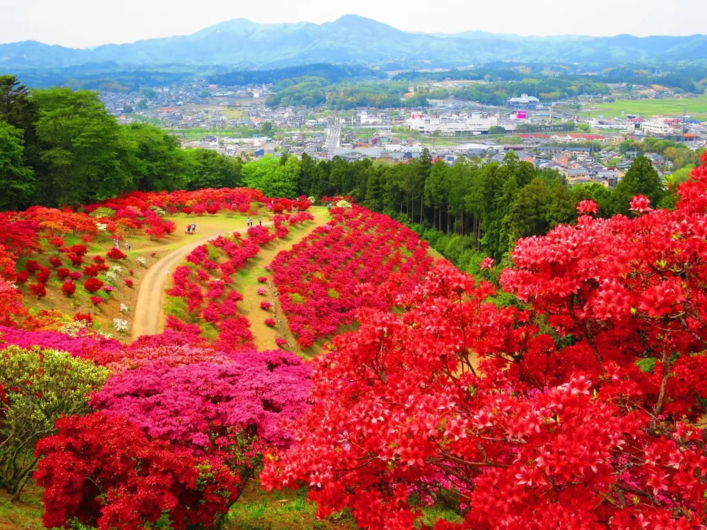 今年の春は笠間へ！花旅「あたご山桜まつり」と「笠間つつじまつり」 画像 9