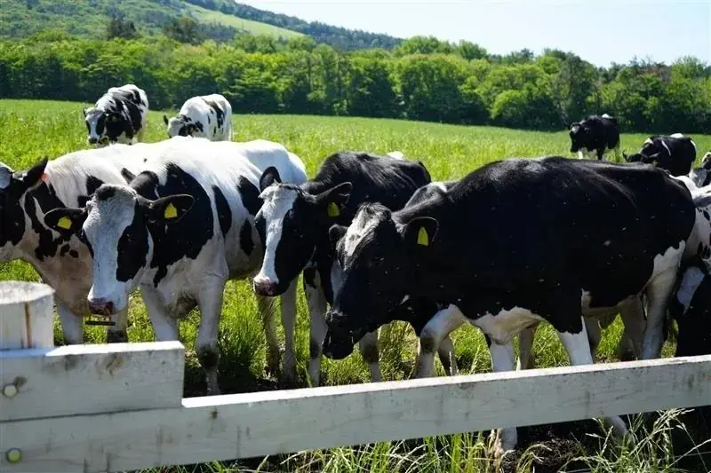 酪農の課題解決を目指す新発想、国産脱脂粉乳から生まれた「第三のプロテイン」を初公開 画像 3