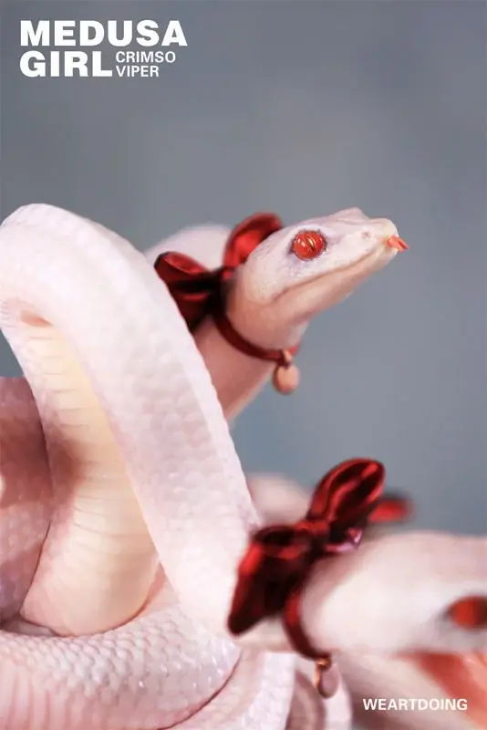 『メデューサガール Illustrated by よしおか 完成品フィギュア』の「グリーンバイパー」「クリムゾンバイパー」が登場。 画像 28