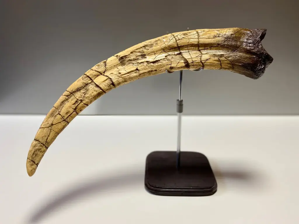 ティラノサウルスやトリケラトプスなど12種類の大迫力恐竜が動く！吠える！「東京たま大恐竜博」開催　クラフトビールも味わえる「ジュラシックナイト」、ものづくり体験イベント「つくるんフェスタ」同時開催 画像 10