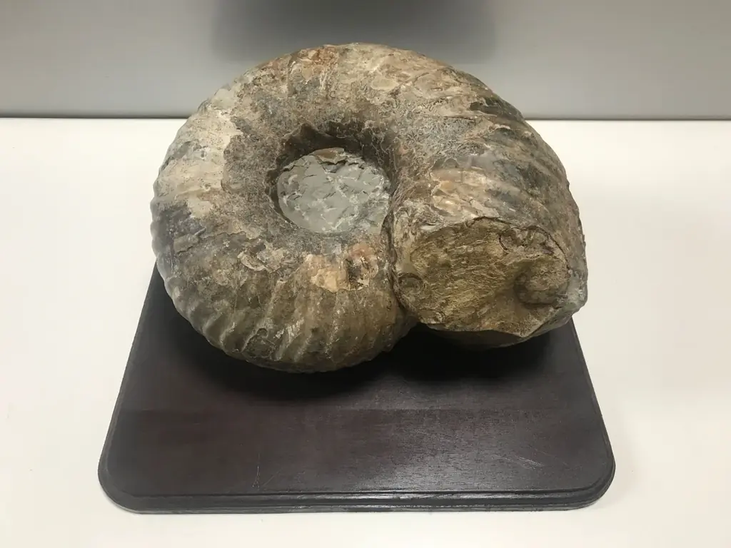 ティラノサウルスやトリケラトプスなど12種類の大迫力恐竜が動く！吠える！「東京たま大恐竜博」開催　クラフトビールも味わえる「ジュラシックナイト」、ものづくり体験イベント「つくるんフェスタ」同時開催 画像 9