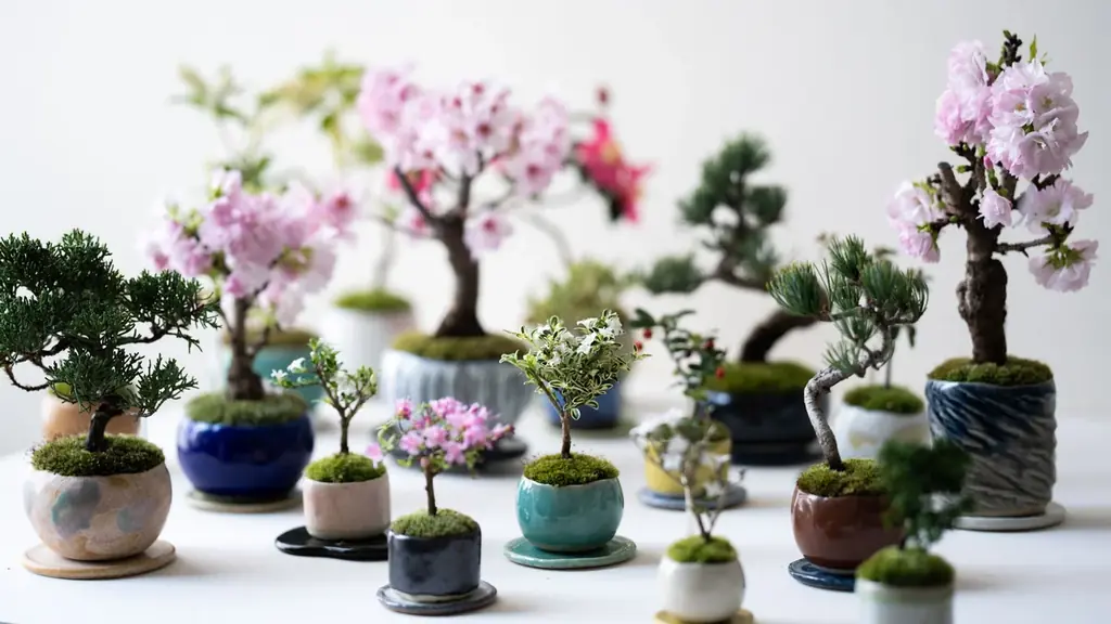 【阪急うめだ本店】8階『GREEN AGE』3周年！新たに「アルコ ショップ」「トポロジー」「石木花」の3ブランドや新サービスが加わり、パワーアップ！ 画像 4