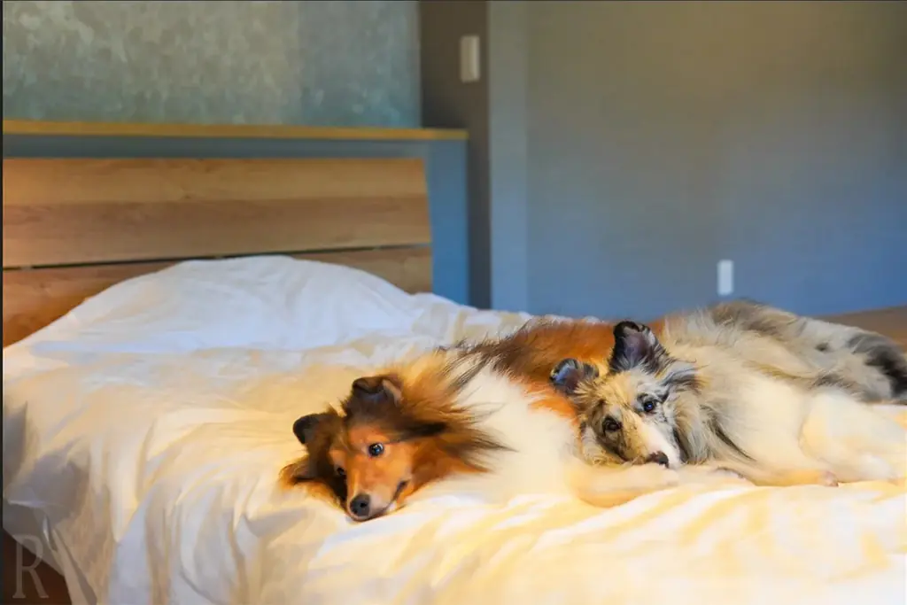 【1周年記念】愛犬と過ごす「プライベートヴィラAMIRU千葉一宮」が開業1周年！”かずさ和牛”の豪華BBQ贈呈＆宿泊10%OFFのダブル感謝祭を開催 画像 18