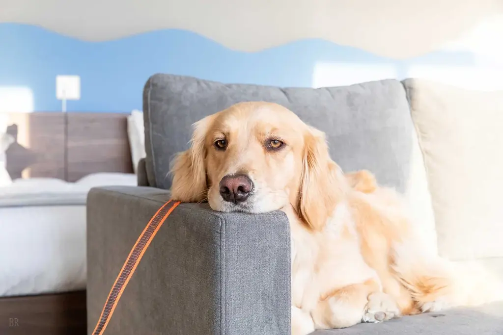 【1周年記念】愛犬と過ごす「プライベートヴィラAMIRU千葉一宮」が開業1周年！”かずさ和牛”の豪華BBQ贈呈＆宿泊10%OFFのダブル感謝祭を開催 画像 9