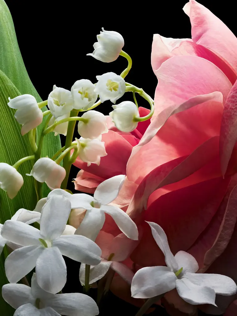 【ゲラン】5月1日「スズランの日」を祝福する香り〈ミュゲ〉が今年も登場 画像 8