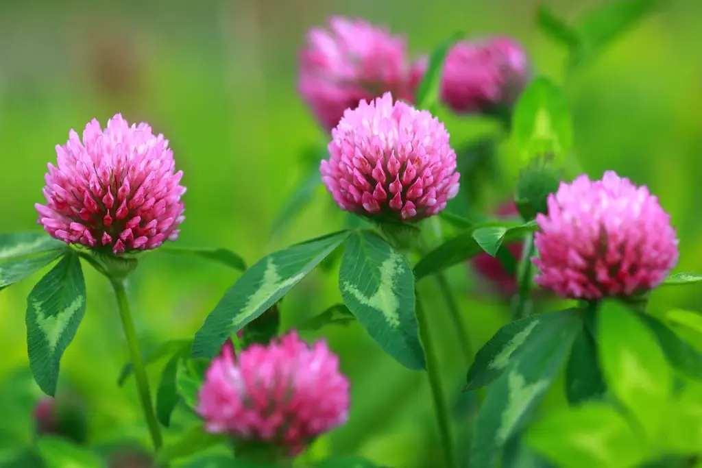 UZUから復活したFLOWFUSHI、第一章。伝説の「MOTE MASCARA」に、原点であり革新の色 “ブラウンブラック” 新登場。 画像 6