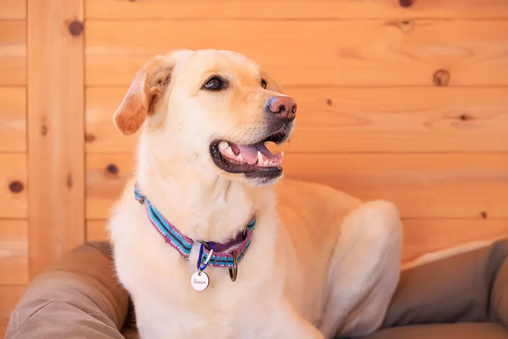 【先着20組限定7,000円引クーポン配布】全棟サウナ付グランピング施設シタラヴィレッジが「春の旅行支援」4プランを発表！U30割・子連れ無料・グループ1万円引など、奥三河の春を遊び尽くすグランピング 画像 17