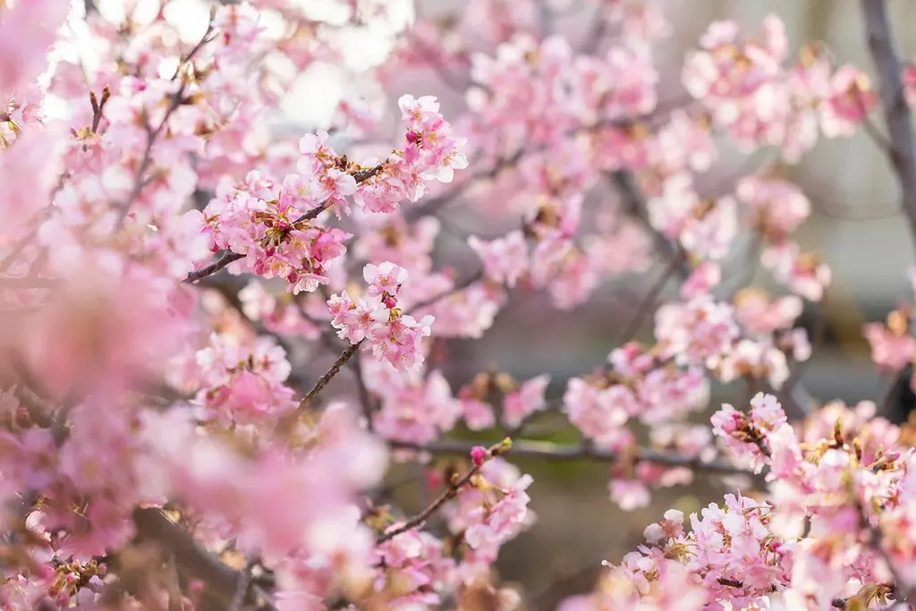 【先着20組限定7,000円引クーポン配布】全棟サウナ付グランピング施設シタラヴィレッジが「春の旅行支援」4プランを発表！U30割・子連れ無料・グループ1万円引など、奥三河の春を遊び尽くすグランピング 画像 9