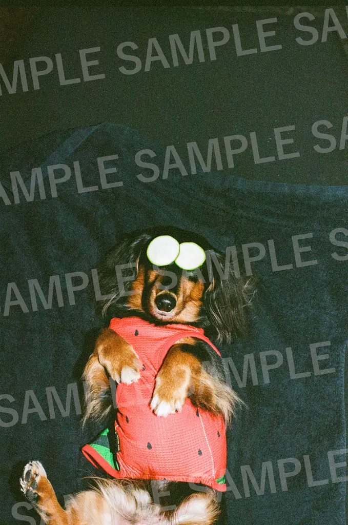 すしらーめん りく、待望の1st写真集が発売決定！　愛犬との日常、トレーニングの成果まで……川島小鳥、SASU TEI、平岩享が撮影 画像 11