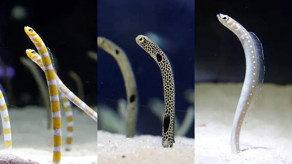 東京スカイツリータウン(R)のGWイベント 画像 14