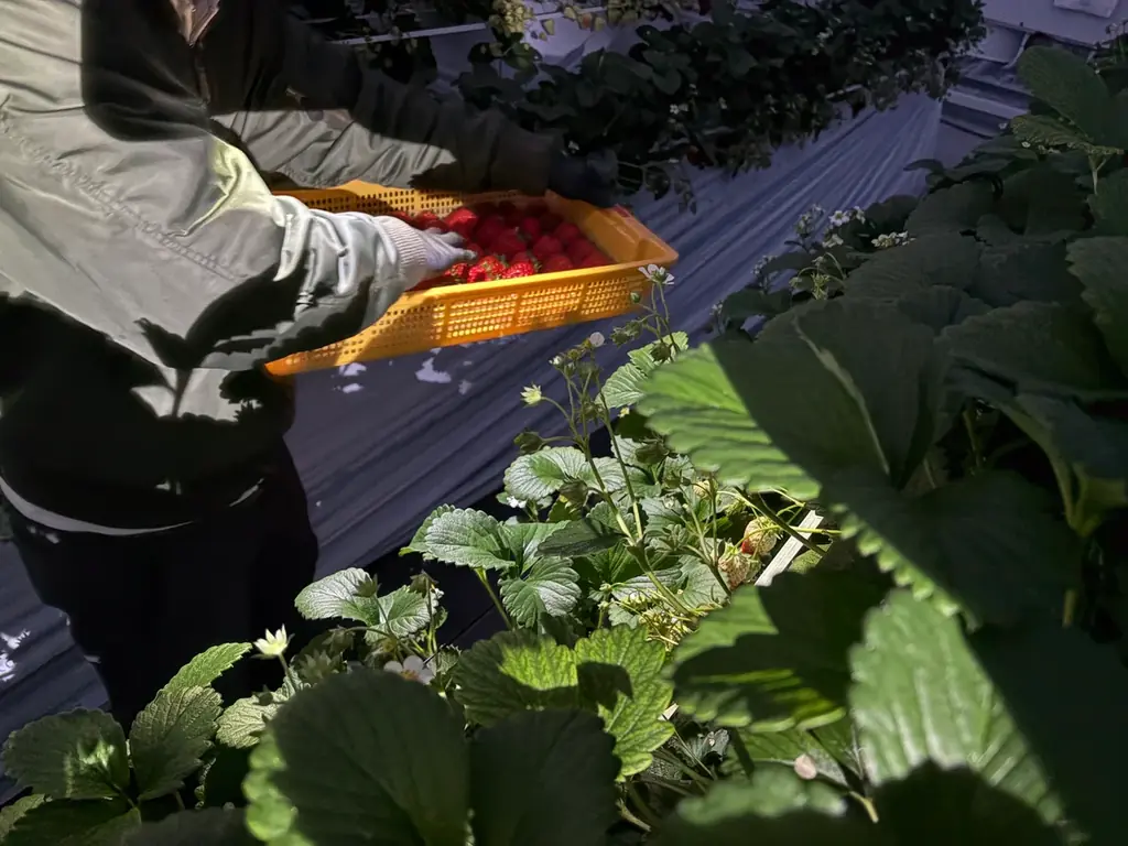 神戸ポートタワーで春の“完熟”いちごを堪能　神戸市北区の農地再生プロジェクト「やくもファーム」のいちごを使用した“いちごフェア”をPORT TERRACEで開催 画像 2