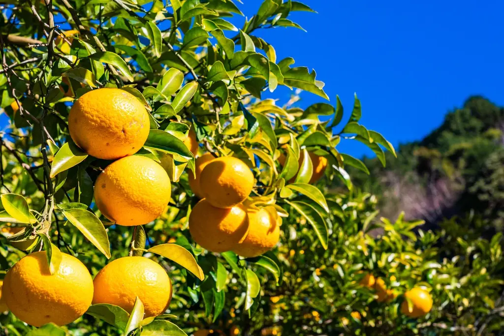 【愛媛から初夏の便り】一般的な甘夏とはひと味違う「樹上完熟甘夏」限定販売―春先まで木で熟した、濃厚な甘みとまろやかな酸味 画像 2