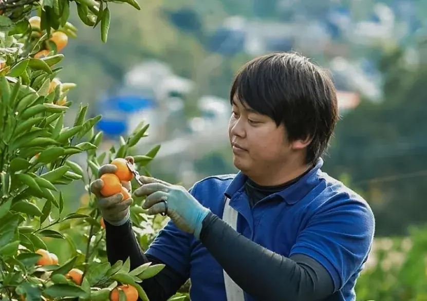 【愛媛から初夏の便り】一般的な甘夏とはひと味違う「樹上完熟甘夏」限定販売―春先まで木で熟した、濃厚な甘みとまろやかな酸味 画像 8
