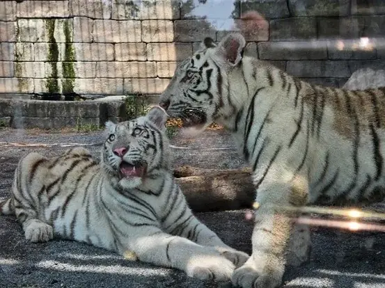 いよいよ明日３／２８（土）、東武動物公園に「VR BASE TOKYO TOBU ZOO」がグランドオープン！ 画像 11