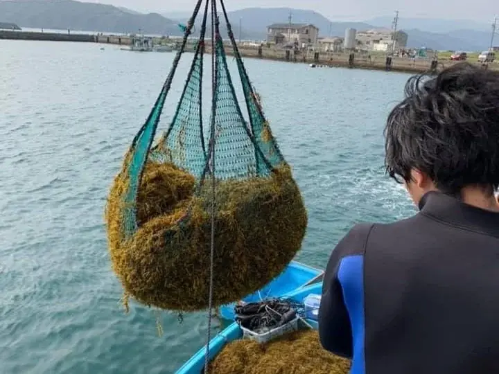 南伊勢町で創出されたブルーカーボン・クレジットが『SINRA』で登場 画像 2