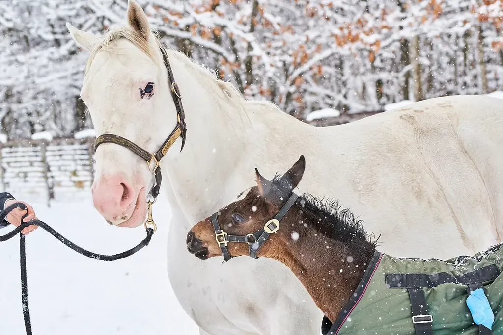 母になったソダシと仔馬を追う写真集発売