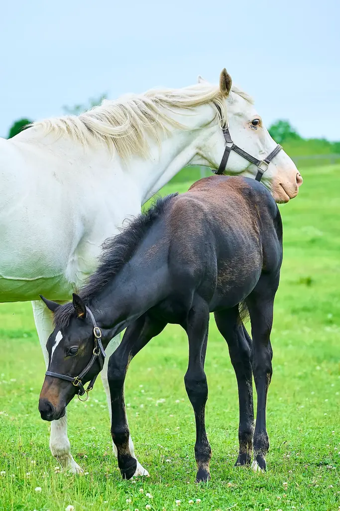 【未公開カット６点付き】大人気アイドルホース・ソダシが母に！“ソダシ親子”に密着した写真集が3月27日に発売！タワーレコード渋谷店で写真展も開催！ 画像 2