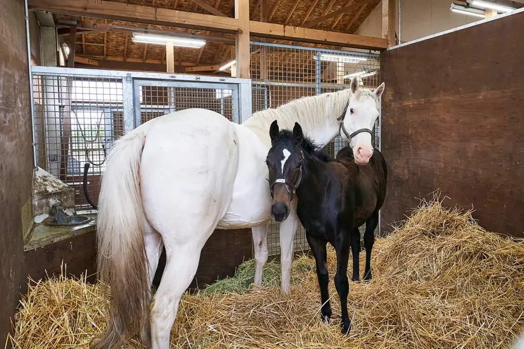 【未公開カット６点付き】大人気アイドルホース・ソダシが母に！“ソダシ親子”に密着した写真集が3月27日に発売！タワーレコード渋谷店で写真展も開催！ 画像 3