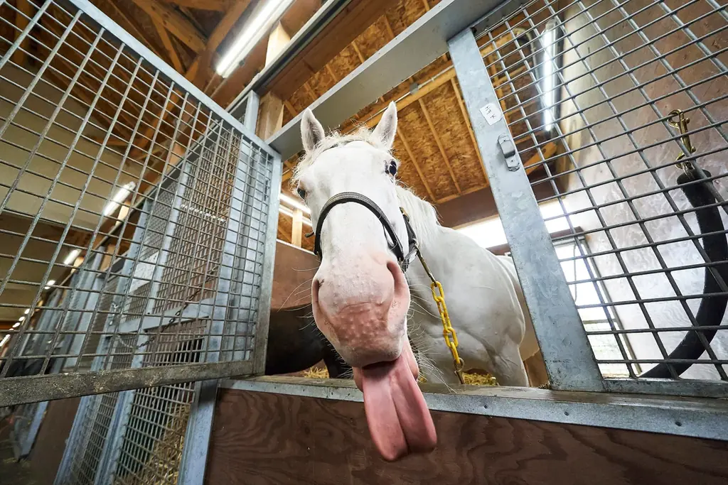 【未公開カット６点付き】大人気アイドルホース・ソダシが母に！“ソダシ親子”に密着した写真集が3月27日に発売！タワーレコード渋谷店で写真展も開催！ 画像 4