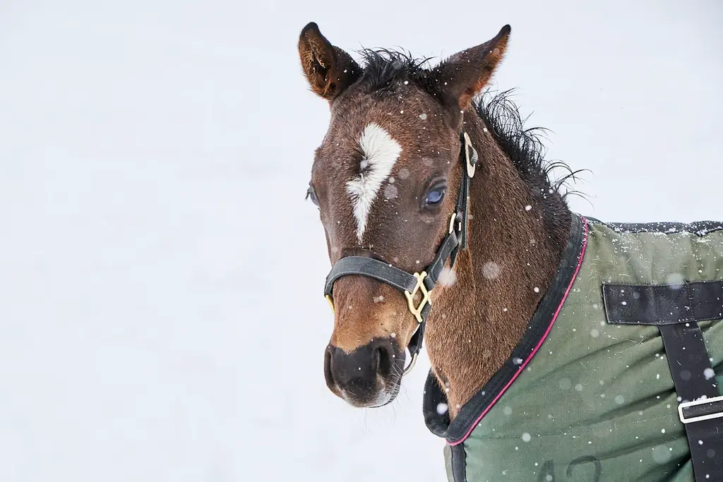 【未公開カット６点付き】大人気アイドルホース・ソダシが母に！“ソダシ親子”に密着した写真集が3月27日に発売！タワーレコード渋谷店で写真展も開催！ 画像 5