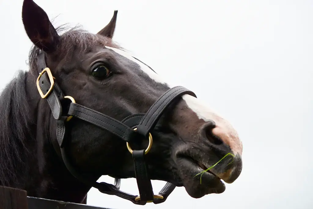 【未公開カット６点付き】大人気アイドルホース・ソダシが母に！“ソダシ親子”に密着した写真集が3月27日に発売！タワーレコード渋谷店で写真展も開催！ 画像 6