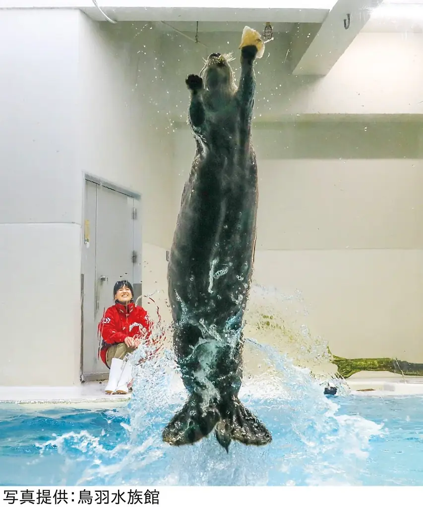 【鳥羽水族館コラボ第３弾】ラッコのメイちゃん＆キラちゃんの「イカ耳ジャンプ」を再現したキーポーチが、YOU＋MORE!［ユーモア］から新登場 画像 2