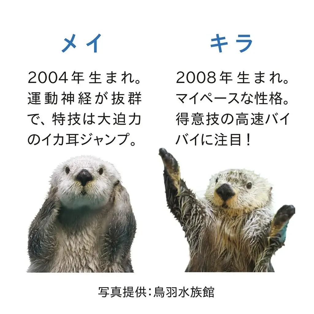 【鳥羽水族館コラボ第３弾】ラッコのメイちゃん＆キラちゃんの「イカ耳ジャンプ」を再現したキーポーチが、YOU＋MORE!［ユーモア］から新登場 画像 9