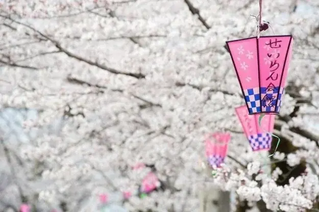 大河ドラマゆかりの地から1500年の巨桜まで岐阜が誇る桜の名所・厳選5スポットをご紹介 | 大河ドラマで注目の戦国史跡と、岐阜の「桜物語」を巡る 画像 10