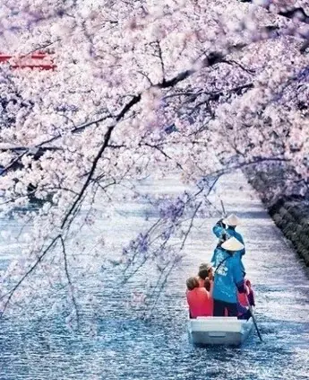 大河ドラマゆかりの地から1500年の巨桜まで岐阜が誇る桜の名所・厳選5スポットをご紹介 | 大河ドラマで注目の戦国史跡と、岐阜の「桜物語」を巡る 画像 3