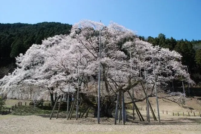 大河ドラマゆかりの地から1500年の巨桜まで岐阜が誇る桜の名所・厳選5スポットをご紹介 | 大河ドラマで注目の戦国史跡と、岐阜の「桜物語」を巡る 画像 5