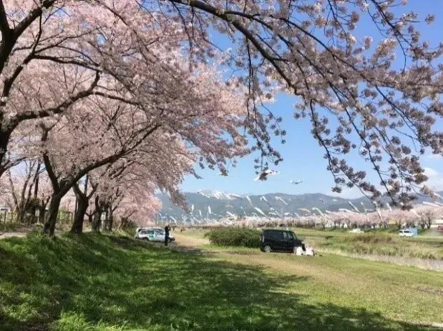 大河ドラマゆかりの地から1500年の巨桜まで岐阜が誇る桜の名所・厳選5スポットをご紹介 | 大河ドラマで注目の戦国史跡と、岐阜の「桜物語」を巡る 画像 8