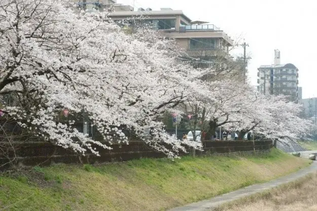 大河ドラマゆかりの地から1500年の巨桜まで岐阜が誇る桜の名所・厳選5スポットをご紹介 | 大河ドラマで注目の戦国史跡と、岐阜の「桜物語」を巡る 画像 9