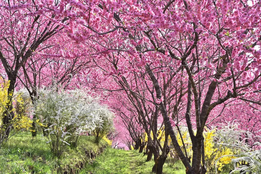 群馬の山間に現れる“現代の桃源郷”。1,000本の花桃が丘をピンクに染め上げる「花桃の丘まつり」開催 画像 1