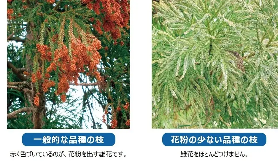 花粉症のない未来へ、2万本の苗木プロジェクト。 画像 2