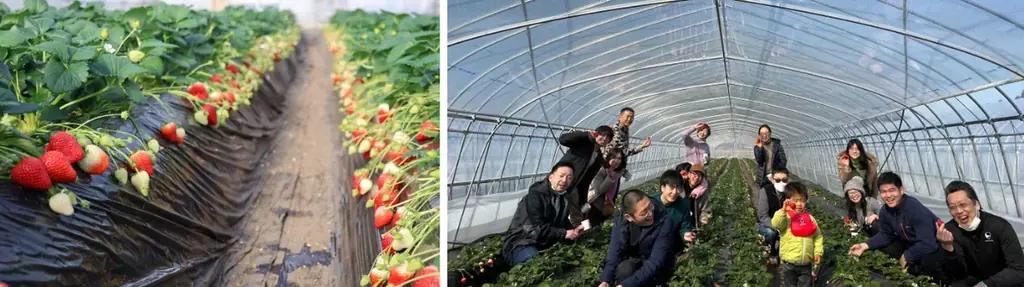 お丸山ホテル、春爛漫のさくら市で「桜プロジェクト」開始。さくら市ならではの桜風呂を「日本三大美肌の湯」喜連川温泉で提供。 画像 12