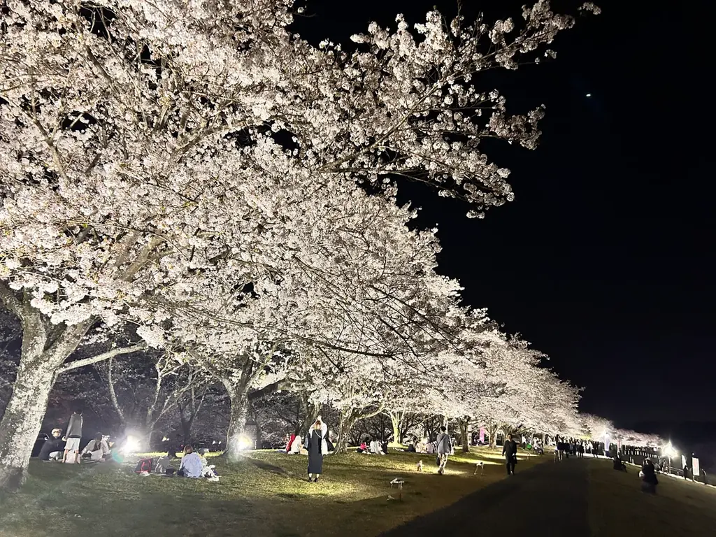 お丸山ホテル、春爛漫のさくら市で「桜プロジェクト」開始。さくら市ならではの桜風呂を「日本三大美肌の湯」喜連川温泉で提供。 画像 9