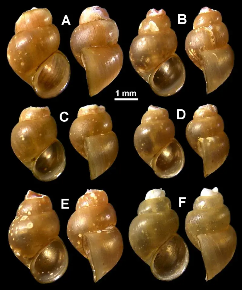 【岡山大学】西表島でミヤイリガイの新亜種を発見　日本住血吸虫症の心配はありません！ 画像 2
