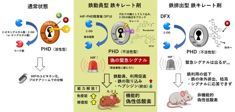【岡山大学】「偽の低酸素」で眠れる能力を再起動〜鉄動員型キレート剤がもたらす、免疫力と修復力の同時覚醒〜 画像 2