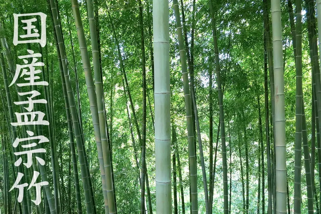 【家族を想う気持ちから生まれた】虎竹の里ミニ竹炭石鹸プレゼント！ 画像 5