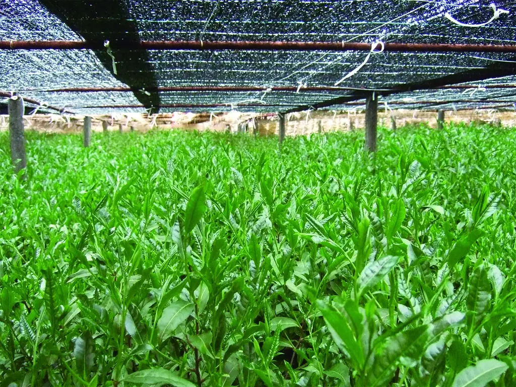 抹茶とショコラが織りなす、“パフェのような贅沢体験”『天空の抹茶® 極み ショコラドリンク』が4月10日より期間限定で登場！〜「天空の抹茶®」を使用した新作「クレマジェラータ」もドリンクとともに発売〜 画像 4