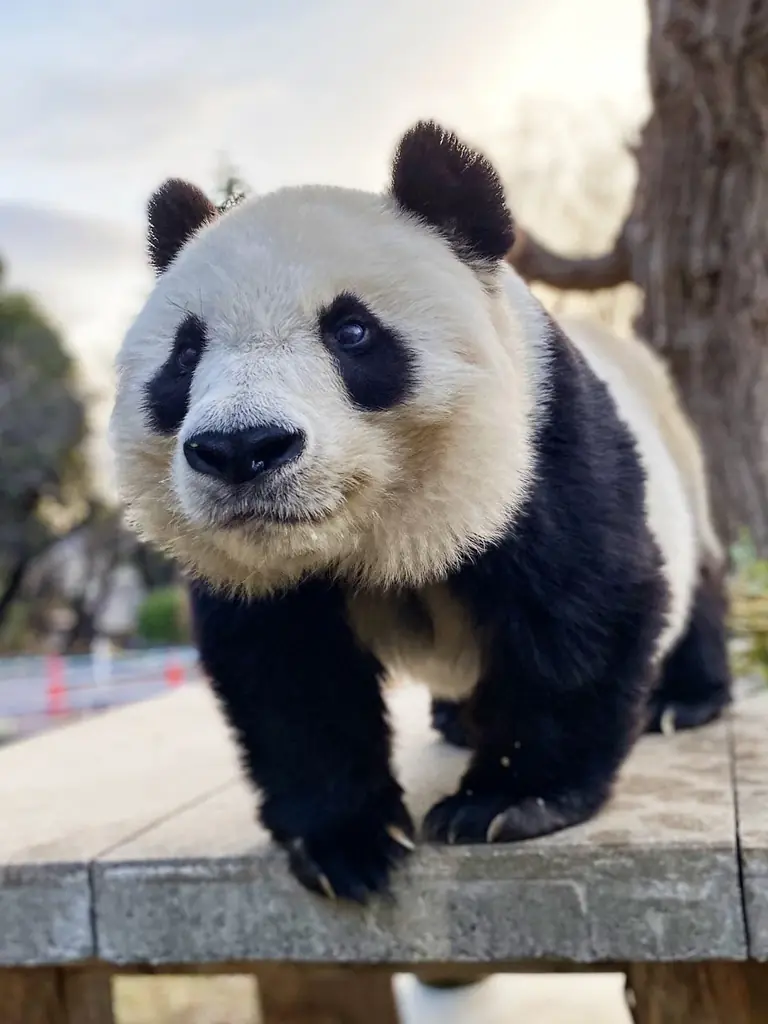 ごろごろパンダ舞台裏トーク