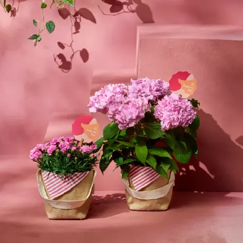 コンセプトは「お母さんのちょっとした特別な時間」。リゾート気分を贈る、青山フラワーマーケットの母の日。 画像 16