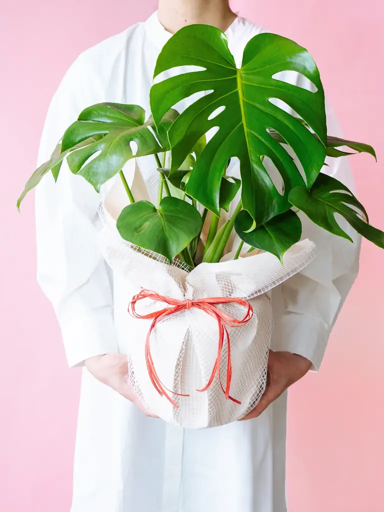 AND PLANTS（アンドプランツ）、母の日にフラワースタンド企画を実施　～お母さんに最大級のありがとうを～ 画像 4