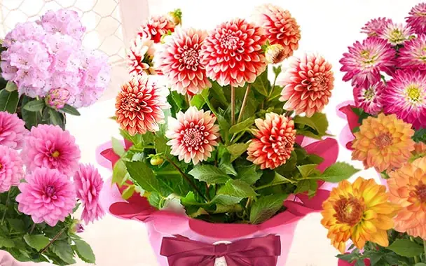 「今年は特別だね！」と喜ばれる、母の日主役級お花のダリア 画像 2