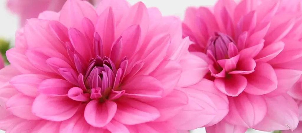 「今年は特別だね！」と喜ばれる、母の日主役級お花のダリア 画像 3