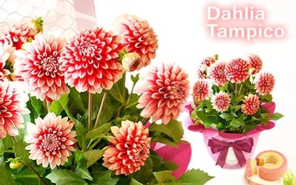 「今年は特別だね！」と喜ばれる、母の日主役級お花のダリア 画像 4