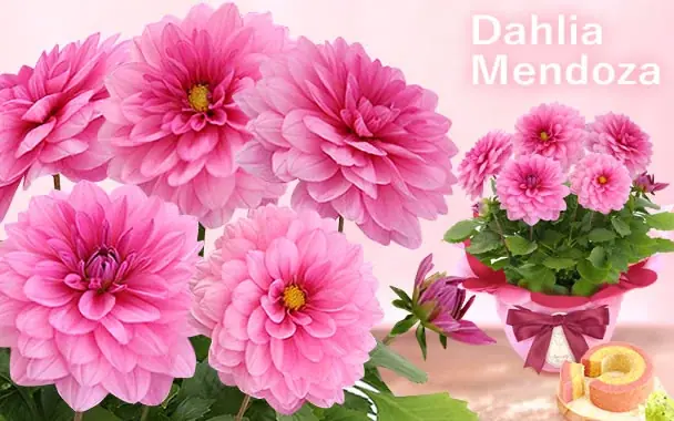 「今年は特別だね！」と喜ばれる、母の日主役級お花のダリア 画像 5