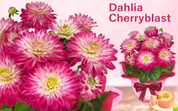 「今年は特別だね！」と喜ばれる、母の日主役級お花のダリア 画像 6